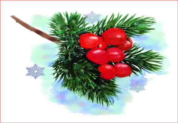 Watercolor Christmas Holly Berries PNG Review